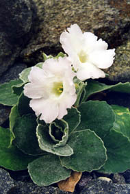 Primula auricula 'Timpany snow '